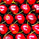 Cereza chilena, un producto de lujo en Europa: El alto valor que alcanza el kilo en esta fecha