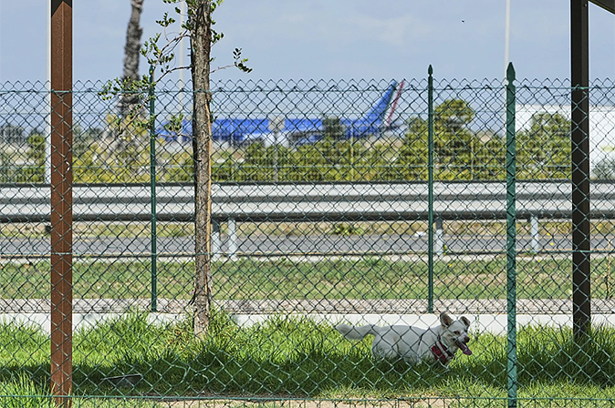 dogrealis1
