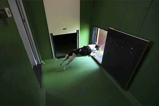 dogrealis3