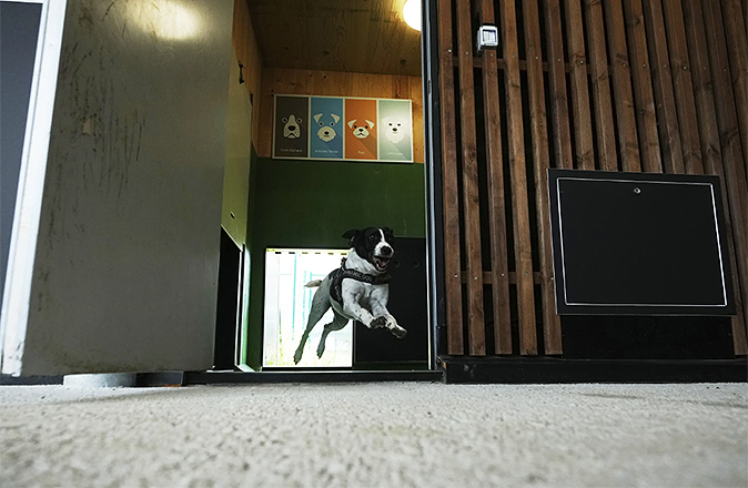 dogrealis4