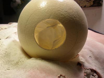 Cáscara huevos Cáscara huevos
