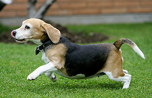 Perros obesos Perros obesos