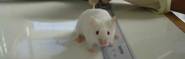 Animales de experimentación, ¿tienen derechos?