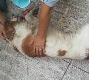 Perro Desde Cuarto Piso Perro Desde Cuarto Piso