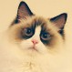 Los gatos sobrenaturales: Misterios y esoterismo en estas mascotas