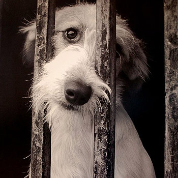 Maltrato animal Maltrato animal