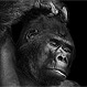 Fotografías de animales en Blanco y Negro: Maestros para posar
