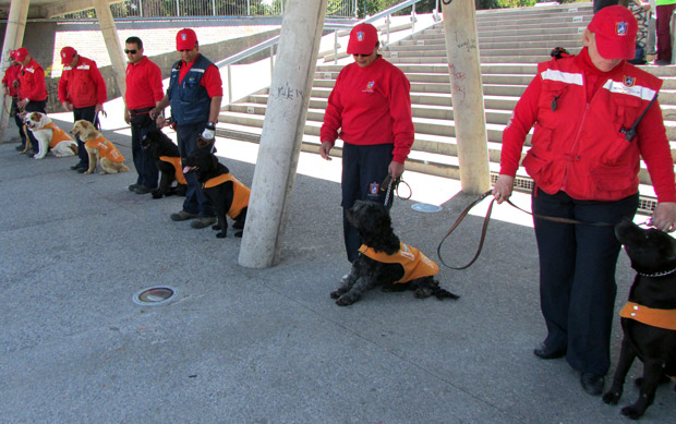 brigada perros maipú brigada perros maipú