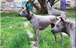 10 razas raras de perros que no vas a encontrar en cualquier parte y seguro no conocías