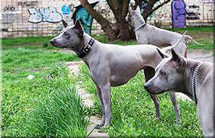 10 razas raras de perros que no vas a encontrar en cualquier parte y seguro no conocías