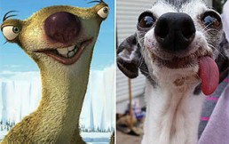 Syd de la Era del Hielo existe: Conoce a Zappa, el perro que es su doble y se volvió viral
