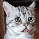 Fotos de Luhu: el gato más triste de la web que es un fenómeno en las redes sociales