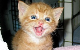 Fin del mito: Los gatos sí sonríen, estas fotos lo demuestran