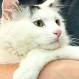Huru: La increíble historia el gato que se salvó de los carniceros gracias a una foto