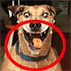 10 perros que estuvieron ante la cámara en el momento justo con insuperables resultados