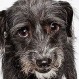 Genial sesión de fotos ayuda a perros abandonados a encontrar un hogar