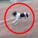 ¿Es este el perro con más suerte del mundo? No vas a creer lo que pasó cuando se enfrentó a la muerte