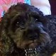 Perro muere tras salvarle la vida a una bebé durante un incendio y es considerado un héroe