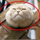 Nos pareció ver a un lindo gatito: Divertidas fotos muestran a 11 gatos curiosos atrapados