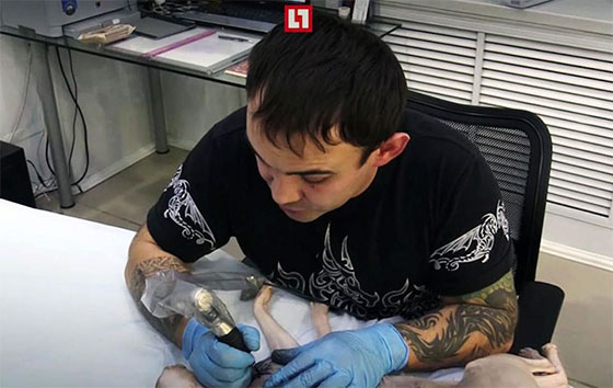 gato-tatuado-1