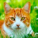 ¿Egoístas e indiferentes? Estudio revela la verdad de los gatos, y no es la que esperas