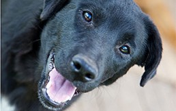 Campaña de donación de comida para perros genera confusión en Facebook: Miles la comparten, pero es de otro país