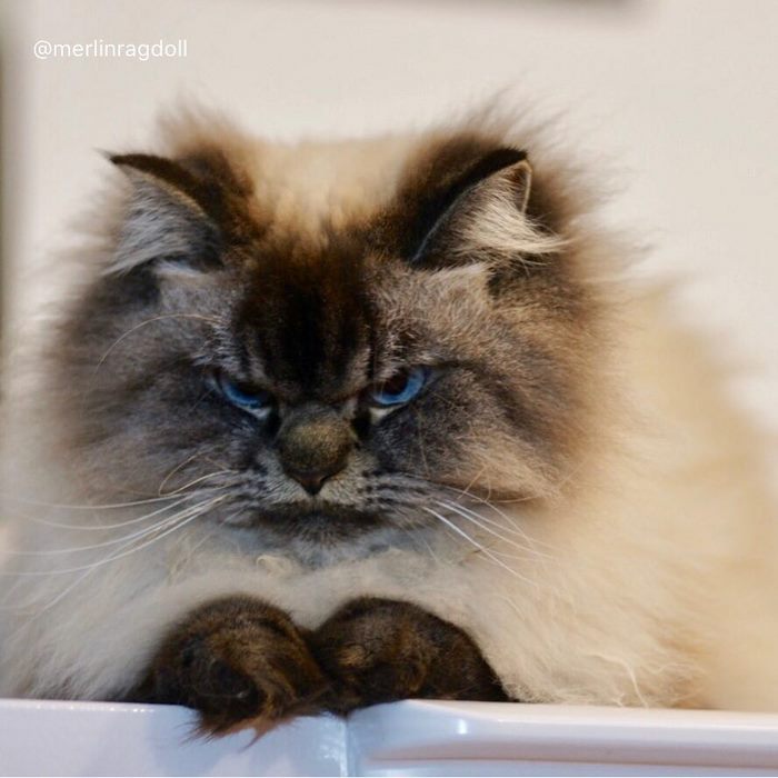 Gato Merlin