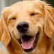 Perro con cara de humano: Esta foto está causando furor en las redes sociales