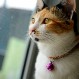 Ponerle el cascabel al gato: ¿Es bueno para nuestra querida mascota?