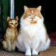 Este gato está a punto de batir un récord: Así celebró “Rubble” su cumpleaños número 30