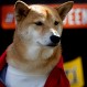 Perros Shiba Inu que sacan su cabeza a través de un muro ahora son un gran atractivo turístico de Japón