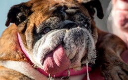 Este bulldog inglés ganó US $ 1.500 en competencia mundial: “El perro más feo del mundo”