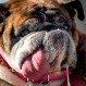 Este bulldog inglés ganó US $ 1.500 en competencia mundial: “El perro más feo del mundo”