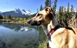 Perros Top Models: La iniciativa de una fotógrafa que busca aumentar las adopciones