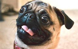 What the Fluff challenge: El reto de engañar a tu perro “desapareciendo” mágicamente