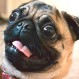What the Fluff challenge: El reto de engañar a tu perro “desapareciendo” mágicamente