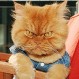 Este gato se robó el protagonismo de su dueño en vivo y en directo en TV: Lo rodeó como bufanda al cuello