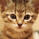 Trabajo ideal para catlovers: Cuidar 55 gatos en una isla griega, todo pagado y con sueldo fijo