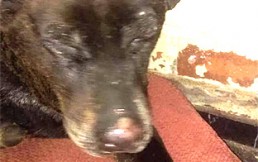 Video muestra brutal e inhumano ataque: Hombre amarró y prendió fuego a perros callejeros en Maipú