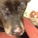 Video muestra brutal e inhumano ataque: Hombre amarró y prendió fuego a perros callejeros en Maipú