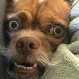 Conoce al perro más expresivo de todos: “Bacon” tiene más de 20 caras distintas