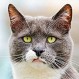 Gato habría contagiado una peligrosa enfermedad a su dueño: Increíble caso