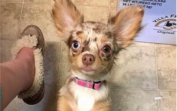 Crueldad animal: Hombre disparó a chihuahua que paseaba con su dueño