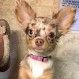 Crueldad animal: Hombre disparó a chihuahua que paseaba con su dueño