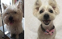 Fotos de transformaciones de perros: Peluquería canina se vuelve famosa por estos asombrosos resultados