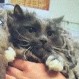 El gato “Bob Marley” que vivía debajo de dos kilos de su pelo: Policía busca a hombre que lo abandonó
