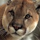Video muestra momento en que puma ataca a un perro en Moscú: Su dueño salió a rescatarlo