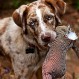 Perrito huye despavorido de una extraña escena, pero se arma de valor y vuelve a rescatar su peluche