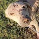 Todos pensaron que esta perrita moriría por su estado tan débil: Mírala hoy en su disfraz de navidad