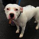 Un perrito fue abandonado e intentó volver a su auto sin entender nada: Su desesperación era evidente